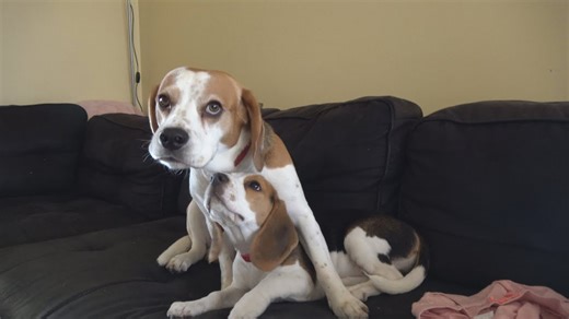 Funny beagles bring laughs in a compilation of antics