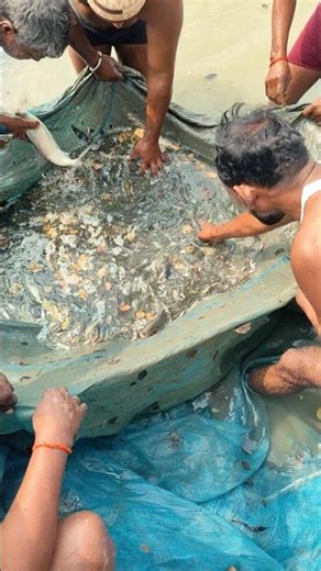 fish cating net 🥅 fishing #handfish #fish