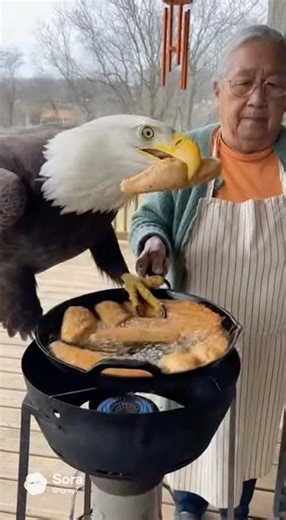 Bald Eagle Tried Stealing Grandma’s Fish 😳