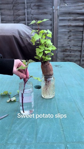 Growing Sweet Potatoes: Rooting Slips in Water