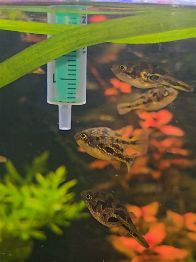 #Erbsenkugelfisch #Kugelfisch #Aquaristik #Aquarium #pufferfish