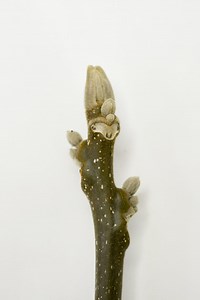 Butternut Recovery - FGCA