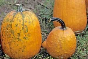 Viral infections can lead to traditional pumpkin varieties taking on a new appearance