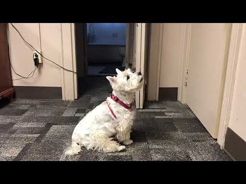 WEST HIGHLAND TERRIER BARKS. CUTE!