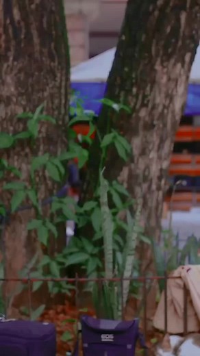 Exploring Colorful Textiles with Toyota Pickup Trucks