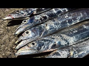 【瀬戸内海】数年ぶりに太刀魚が戻ってきた！大活躍の探り釣り