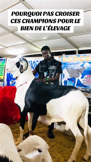 #ladoum🇸🇳 #elevage #pourtoi #vues @pape Gueye