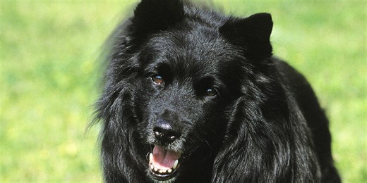 15 Cuddly Dog Breeds that Look Just Like Bears