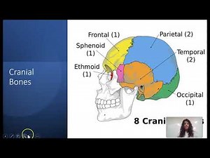 Cranial bones