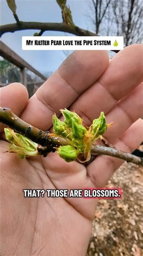 My Kieffer Pear Love the Pipe System 🍐