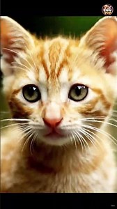 Tiny Kitten Builds a Bridge to Save a Duckling 🐱🦆❤️ #shorts