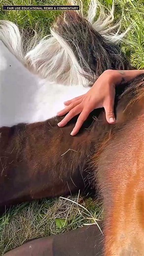 Playful Foals & Peaceful Grassland Bonding: Equestrian Moments 🐎✨ #Shorts