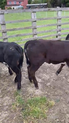 9.5K views · 41 reactions | Cows and calves for Mondays sale 11am . Lovely outfits very quiet | Darlington Farmers Auction Mart | Facebook