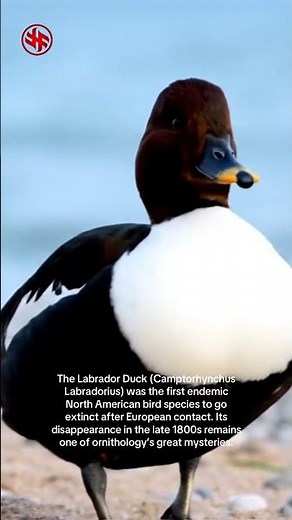 Labrador Duck - Extinct Species #bird