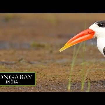 Indian skimmer: Vulnerable bird species