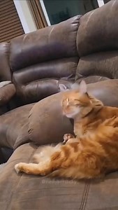 1.4M views · 19K reactions | The process of mother cat and kitten getting used to each other ☺️  Unknown (DM) #pawmawly #cat #cats #kitten #cute #funny | PawMawly | Facebook