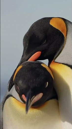 Countdown to the most remote continent..