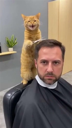 Barber kitty gets FURIOUS after businessman dislikes his haircut! 😂 #subscribe #brainrot #cat #funny