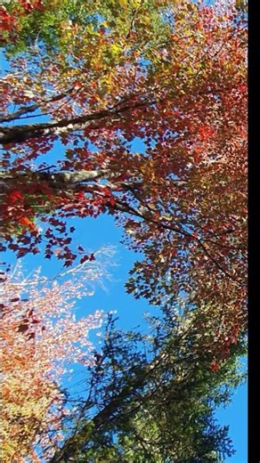 ASMR Autumn Forest Birds for Deep Sleep & Calm #forest #autumn #birds