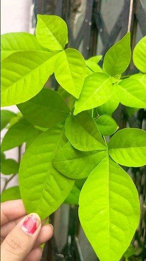 Bel plant care video how to grow care and other tips