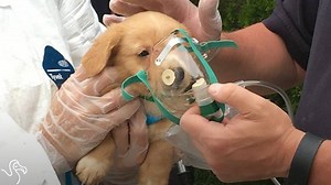 Rescuers just saved hundreds of puppies and dogs from one house. You can help foster or adopt ❤️ | The Dodo