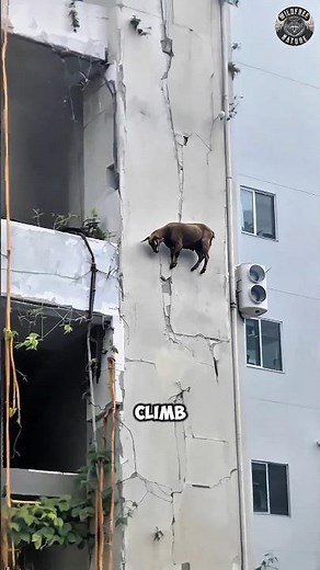 How Blue Sheep Climb Walls Like Gravity Doesn’t Exist #shorts