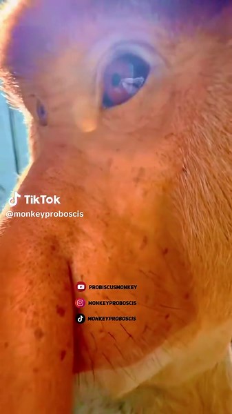 Proboscis Monkey على TikTok