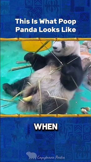 This is What Poop Panda Looks Like #panda #animalfacts #bamboo