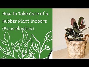 How to Care for a Rubber Plant Indoors | Ficus Elastica Care Tips