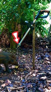 60K views · 233 reactions | Creative pig trap #trap #survival #outdoors #forest #skills #camping #tips #challenge #trap #skills #reels #hunting #alamliar #fores #nature #wildlife #photography #ontario #travel | Trap F. Forest | Facebook