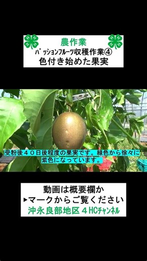 【農作業】パッションフルーツの収穫作業④