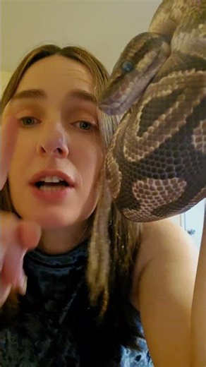 Money talks with my mojave blue python #tiktok #trendingshorts #trend #shorts #snake