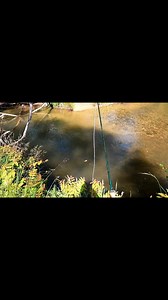 19K views · 158 reactions | Exciting fly fishing. It's so much fun watching trout rise to your dry fly. (File footage). | Robbie Alexander Photography and Fishing | Facebook