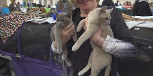Fancy Felines Cat Show 2023 in South Burlington