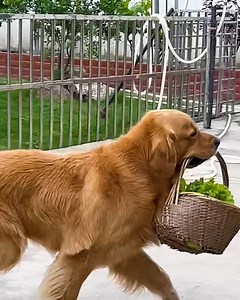 7.4M views · 317K reactions | We don't deserve dogs | Bloom | Facebook