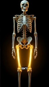 Your Femur Is Built to Carry Your Entire Body Weight (Here’s Why).