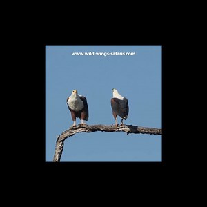 1.9K views · 63 reactions | One of the most distinctive bird sounds of Africa is the call of the African Fish-Eagle. © Simon Vegter | Wild Wings Safaris | Facebook