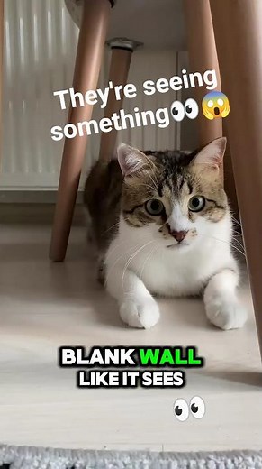 Why Do Cats Stare at Nothing? The Truth Will Surprise You!