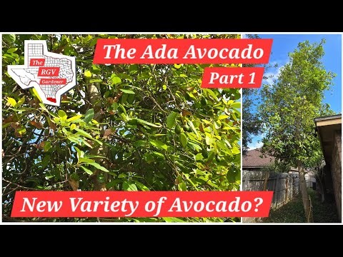 A New Variety of Avocado 🥑 🤔 || The RGV Gardener