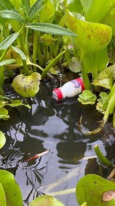 7.7K views · 48 reactions | Unique fish catching method | Fishing & Village Tradition | Facebook