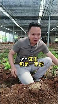 根腐、青枯、土传、软腐的原理是什么，怎么解决？ #根腐病 #重茬 #土壤 #病虫害防治 #傲生微生物菌剂