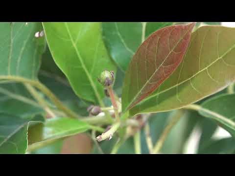 Growing Avocados in Zone 9b