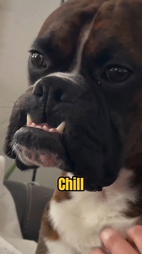 4.9K views · 103 reactions | Discover Boxer  #boxerdog #boxerlife #boxer | Animals Facts | Facebook