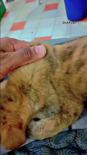 Skin tenting test for dehydration🐾🐈,rise in PCV,#veterinarian @DrAPvet 🩺,#clinical practice,#vetpet🐕