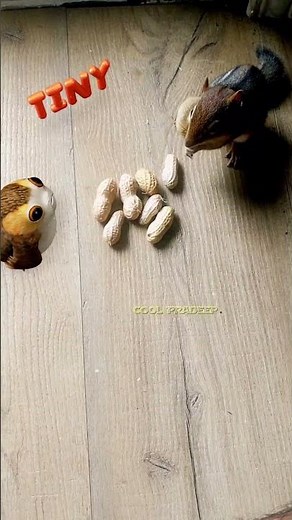 Porg & Tiny the chipmunk