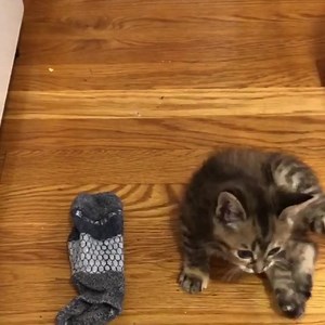 547K views · 27K reactions | Why it’s getting harder and harder to find matching socks in my sock drawer. 罹 #sockthief #ittybittykitten⠀ ⠀ : @foster_kittens_rva | CatLadyBox | Facebook