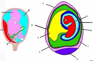 Amniote Eggs vs. Placenta: Evolutionary Contrasts and Developmental Advantages Explained