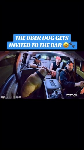 17K views · 377 reactions | Treats and doggy shots  #dogsofinstagram #70mai #uberdog | The Uber Dog | Facebook