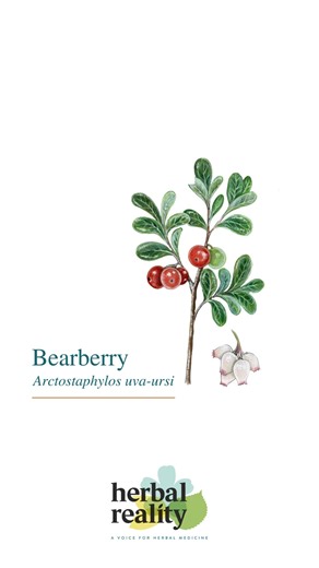 🌿 Bearberry (Arctostaphylos uva-ursi) has a distinct aromatic taste which gives away its clear antimicrobial and anti-infective actions. It is astringent and mildly bitter, although due to these powerful aromatic qualities, for most it is pleasant and distinctly cleansing to the mouth with a soothing effect on digestion when drunk as a tea or decoction. https://www.herbalreality.com/herb/bearberry/ | Herbal Reality