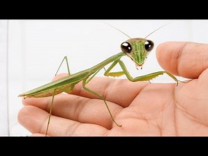 Making Friends With A Mantis Caught From Wild